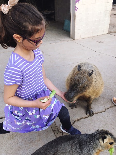 Capybara