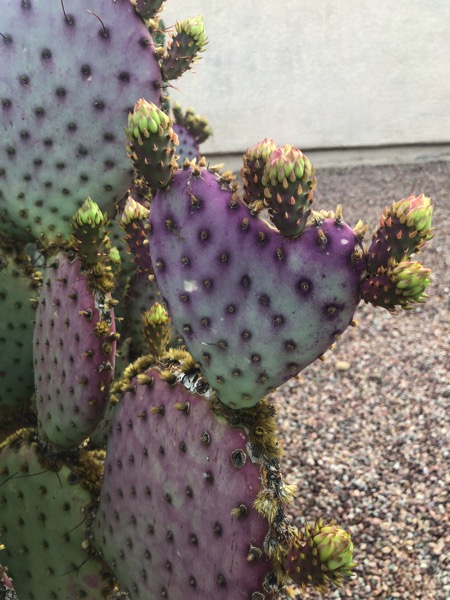 Heart cactus