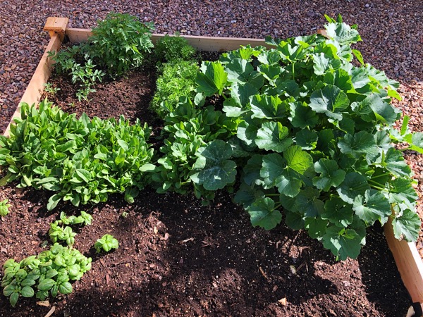 how to grow vegetables at home