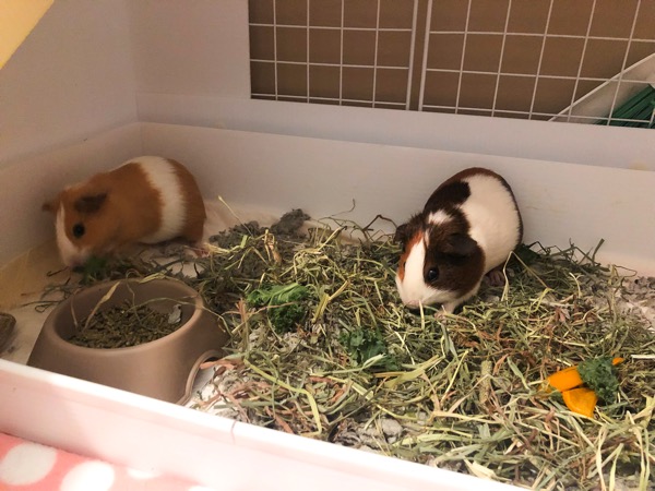 guinea pig inside cage