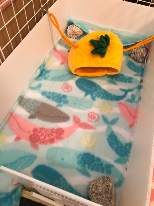 Kiddie pool guinea outlet pig cage