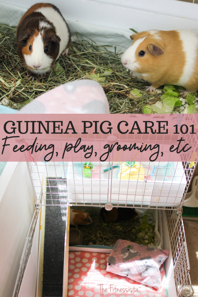 Tips for taking care of guinea pigs! Feeding, grooming, play, etc. fitnessista.com
