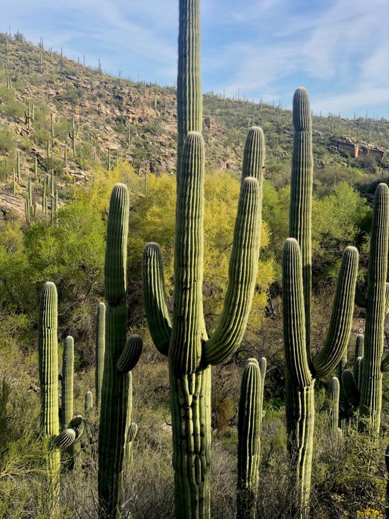 cacti