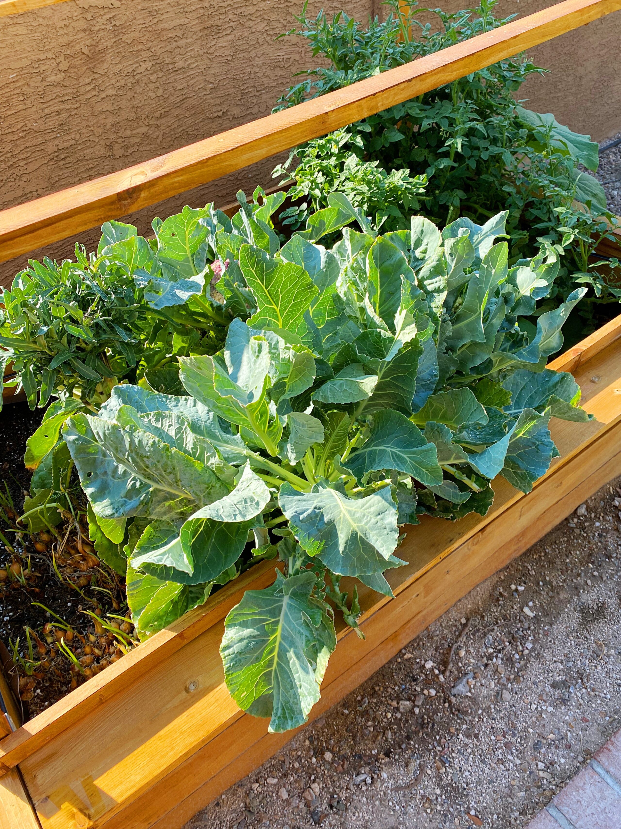 Raised Garden Bed |  Random thoughts on a Monday morning