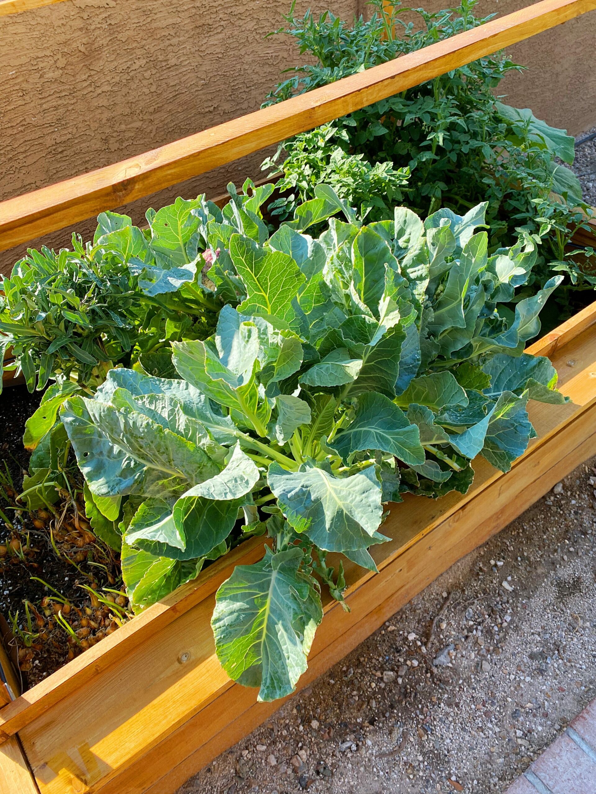 Raised Garden Bed |  Random thoughts on a Monday morning