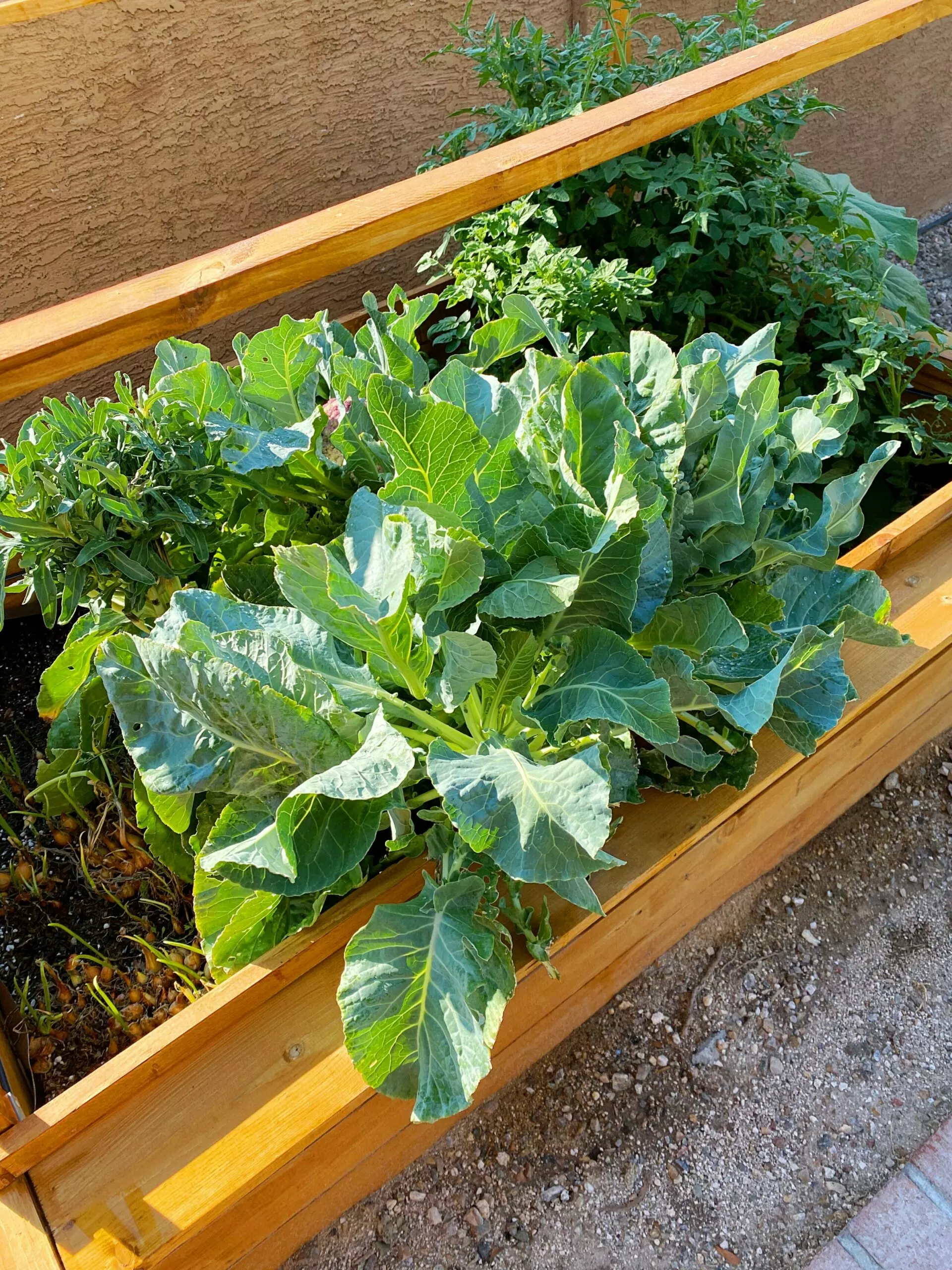 raised garden bed | random thoughts for a Monday morning