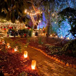 luminary nights at the tucson botanical gardens