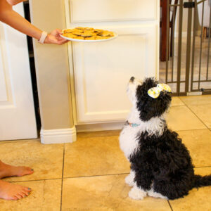 Homemade dog treats