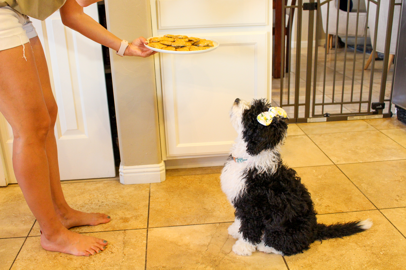 Homemade dog treats (quick and healthy!)