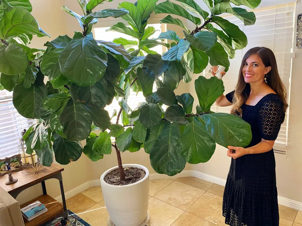 Fiddle Leaf Fig Tree Care Tips