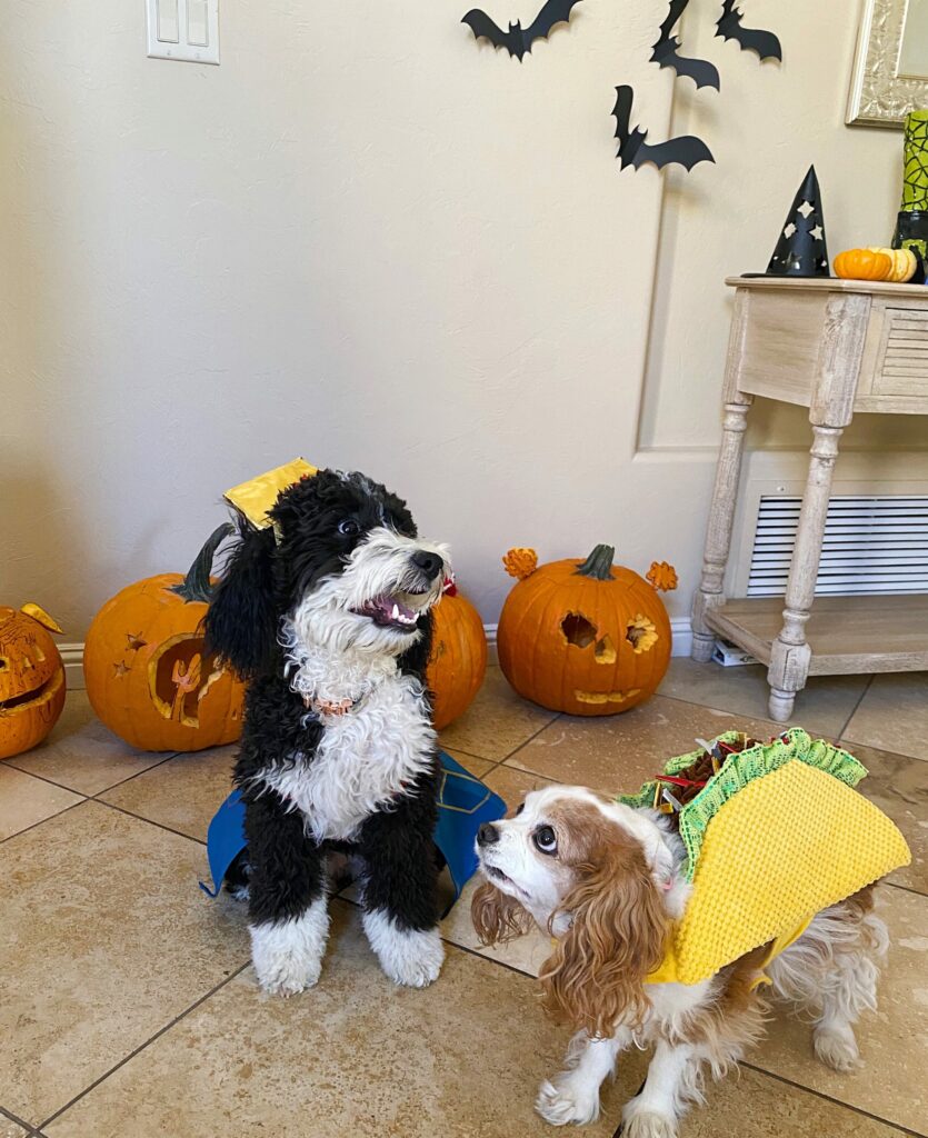 dogs Halloween costumes