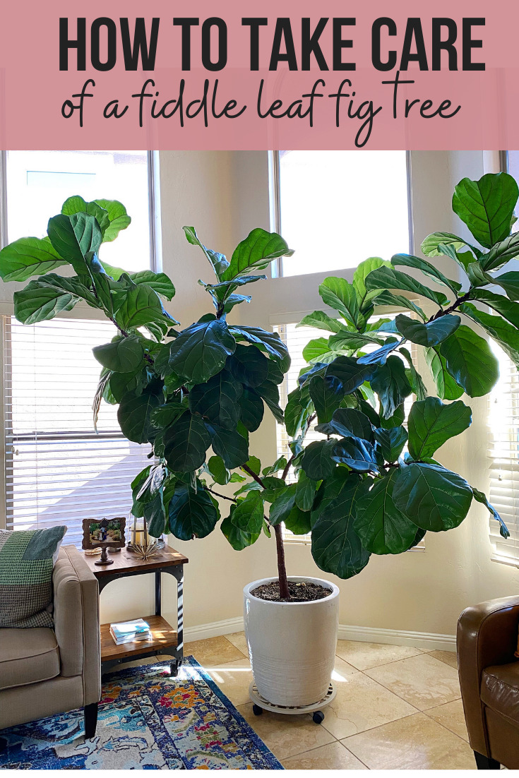 How To Take Care Of A Fiddle Leaf Fig Tree
