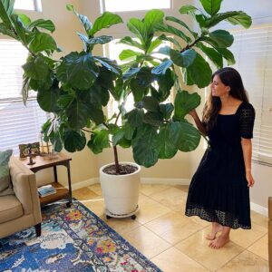 How To Take Care Of A Fiddle Leaf Fig Tree