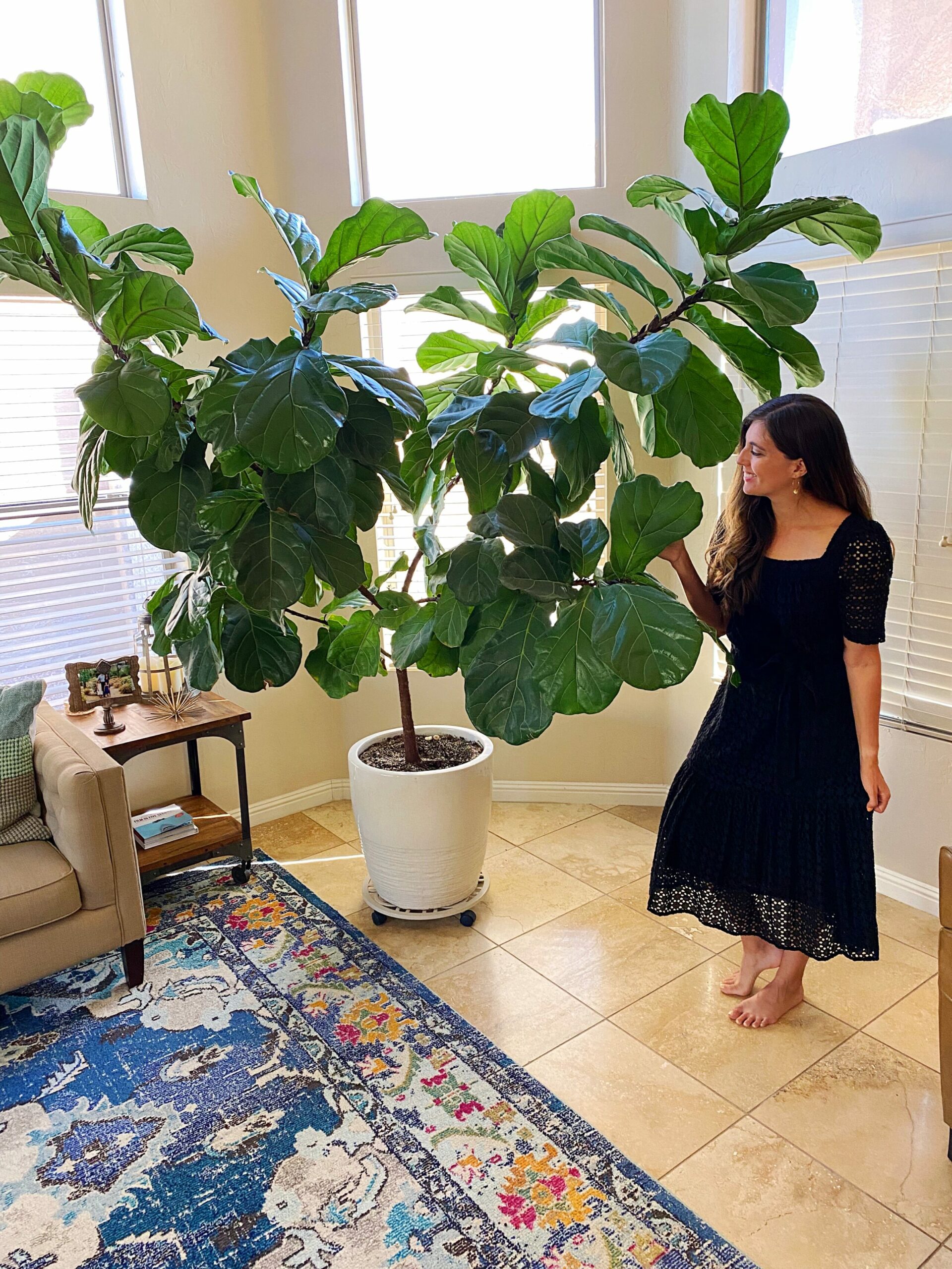 Fig tree with a large violin leaf