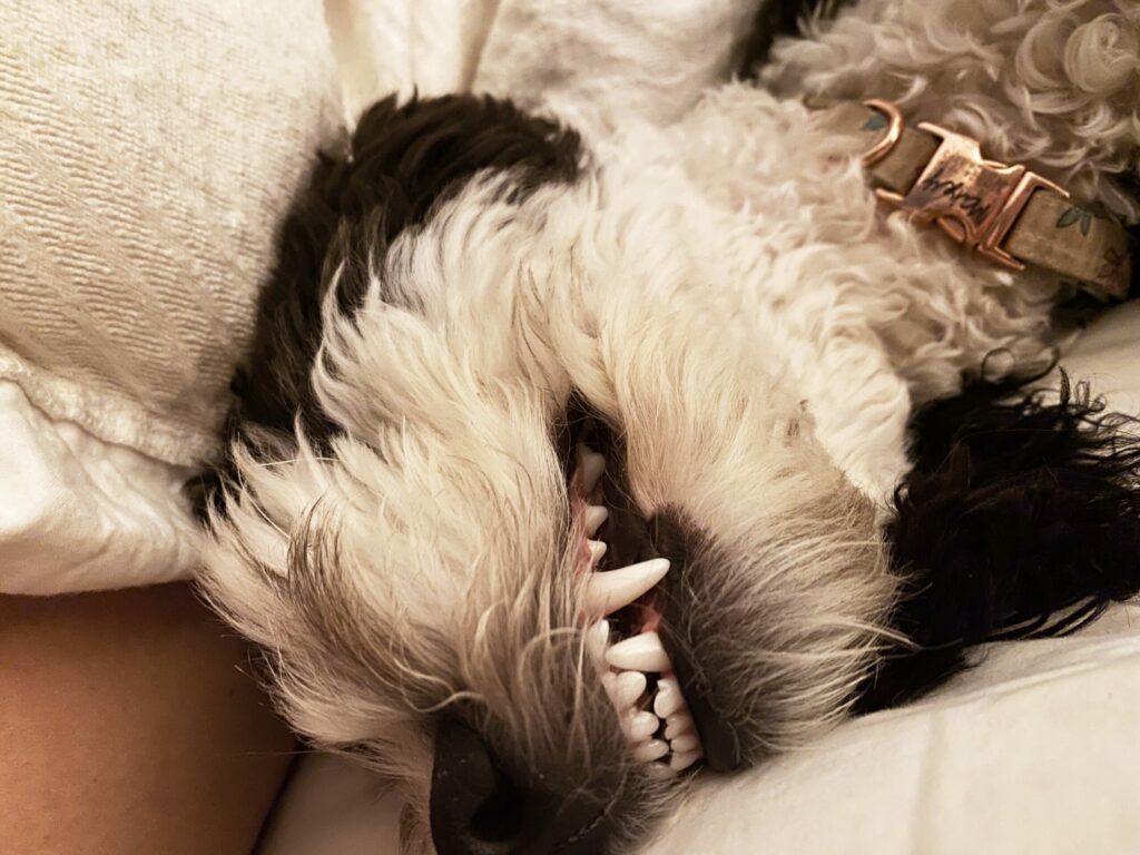 Maisey's teeth