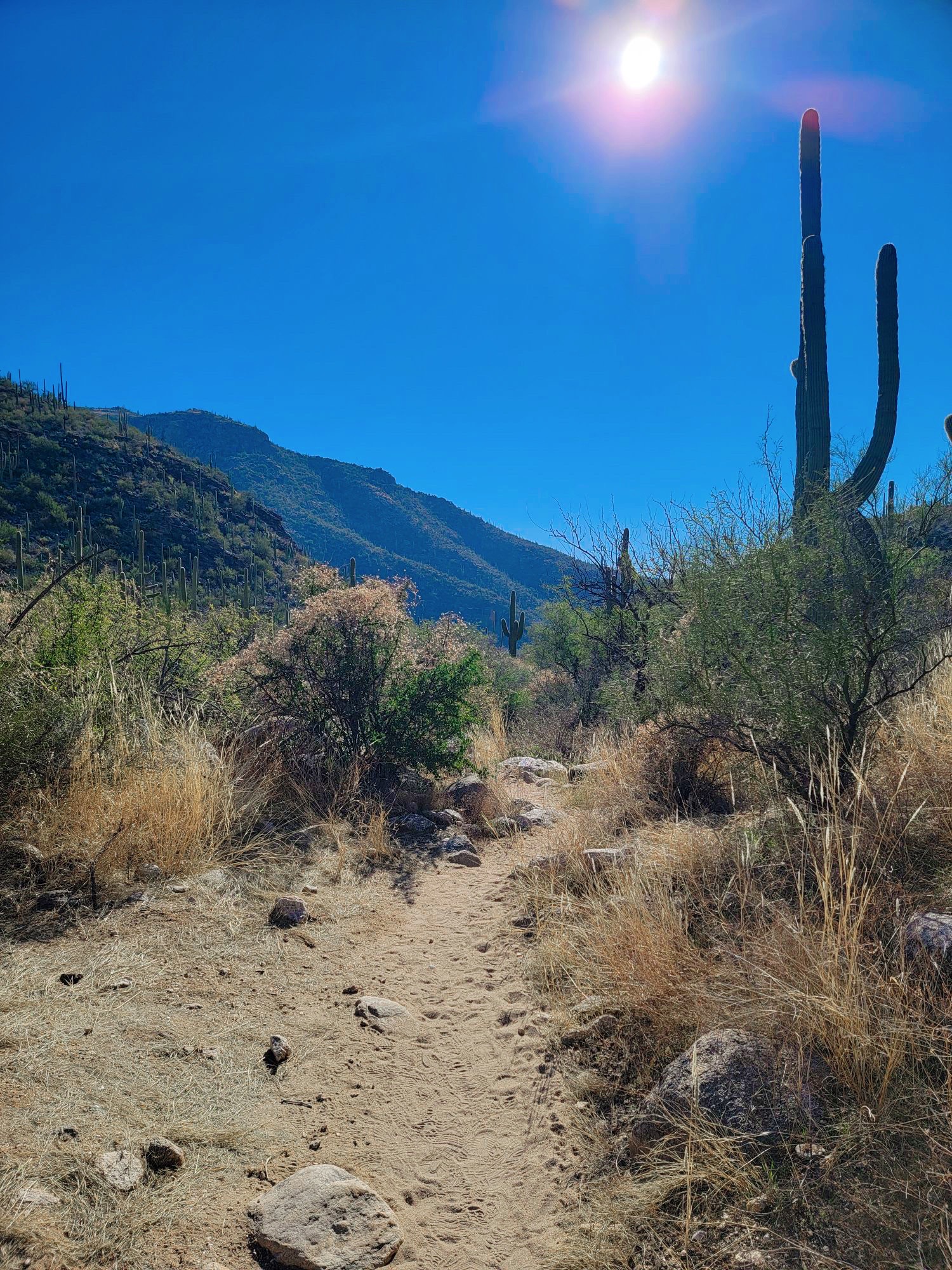 Tucson'daki en iyi yürüyüş parkurları