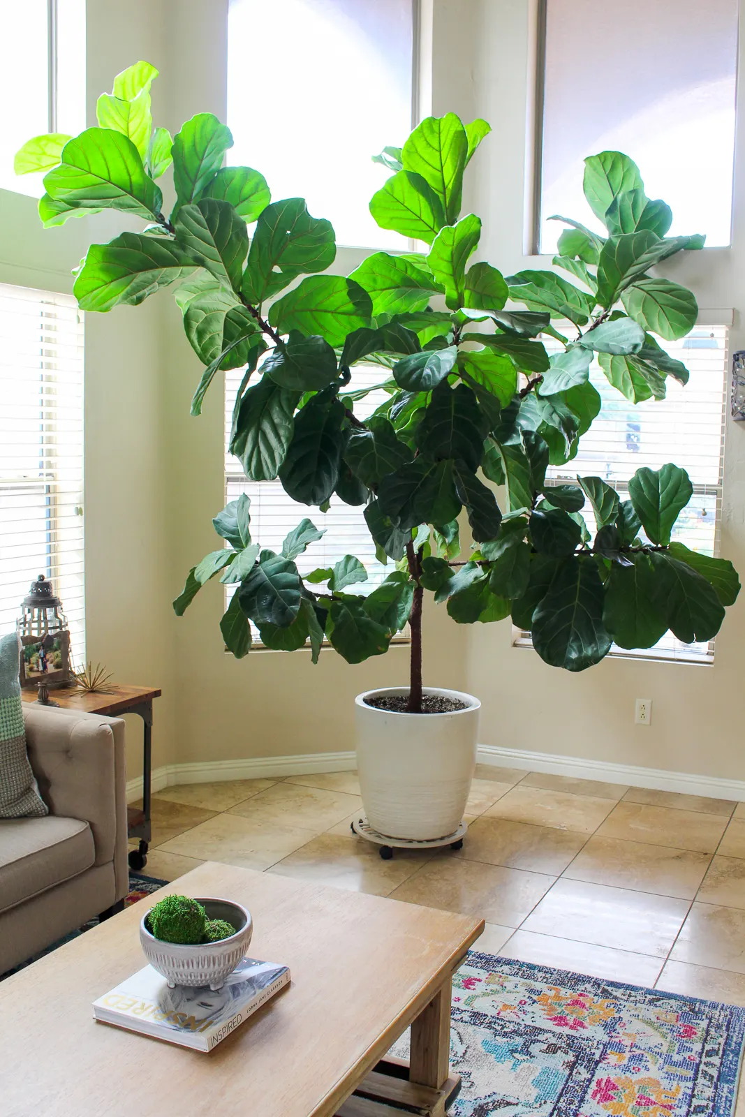 How Not to Kill Your Houseplant