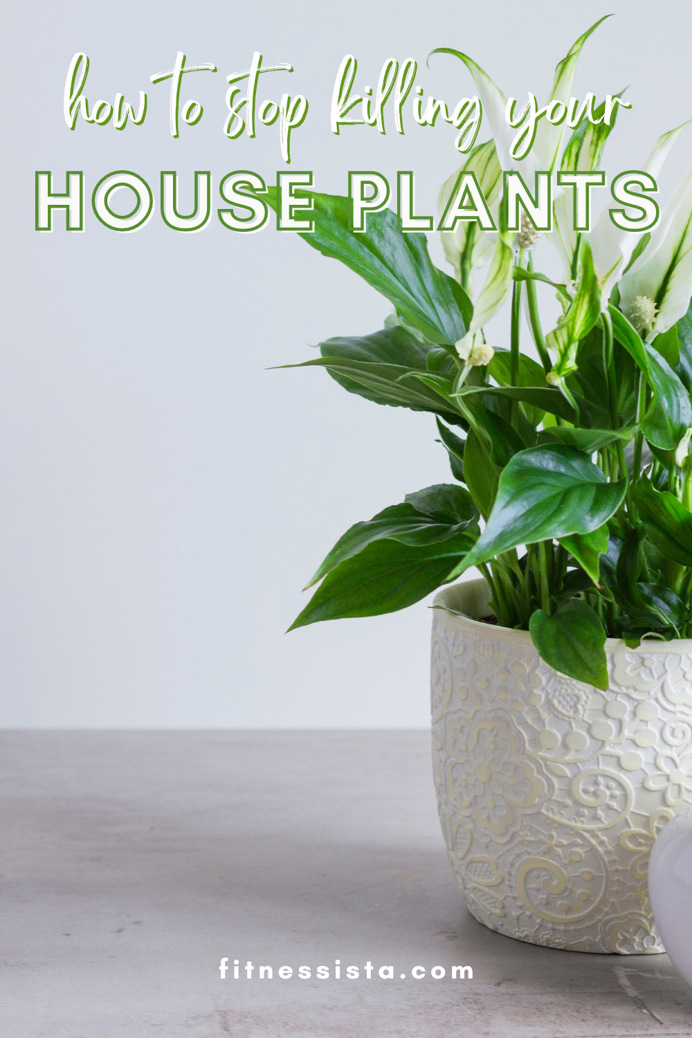 How to Stop Killing Your House plants