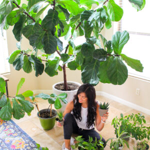 How Not to Kill Your Houseplant