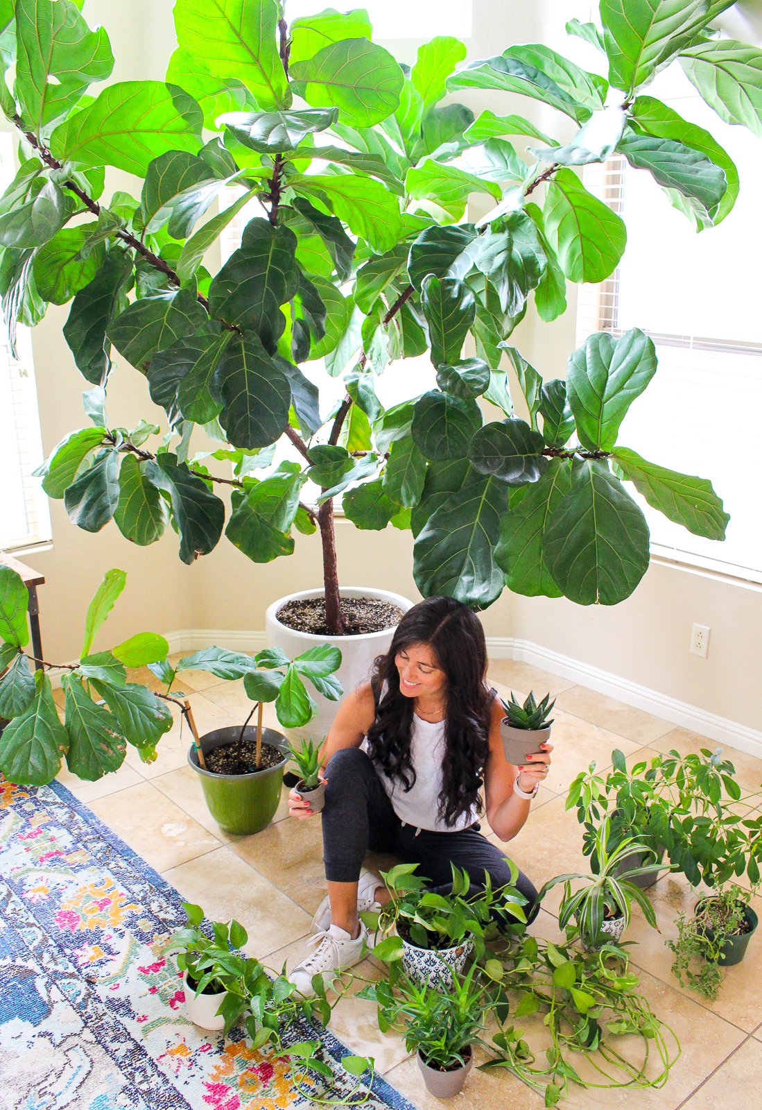 fiddle leaf fig and indoor plants