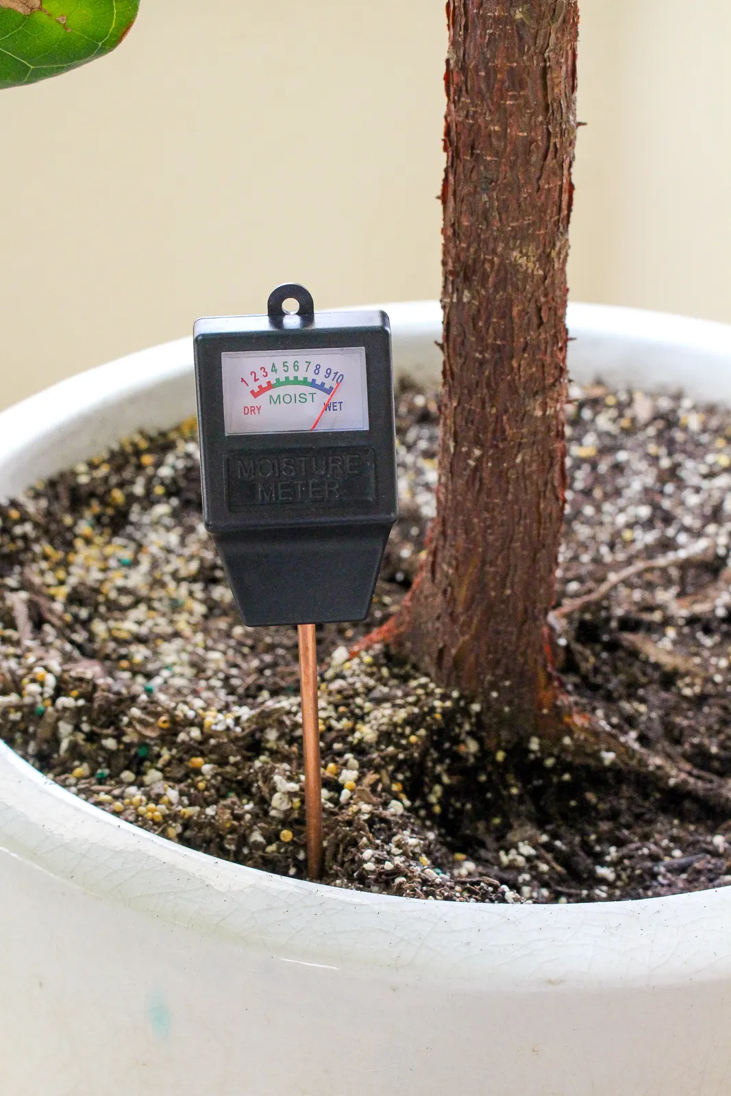 How To Use Soil Moisture Meter To Avoid Over & Under Watering