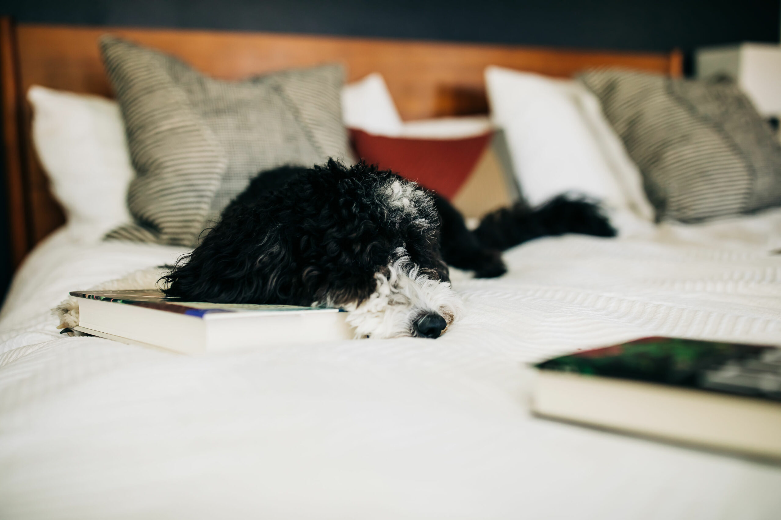 dog sleeping on book