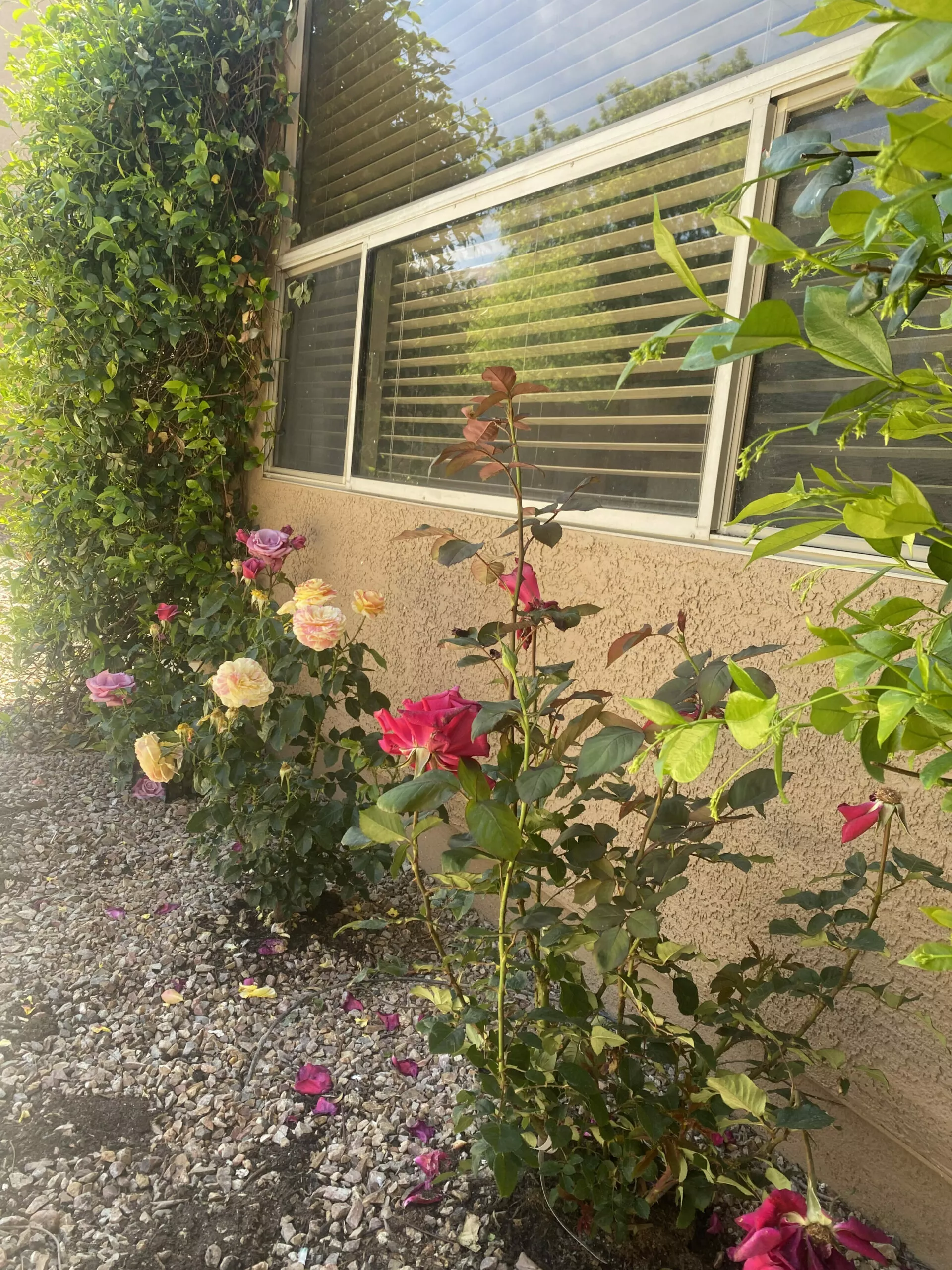 rose bushes