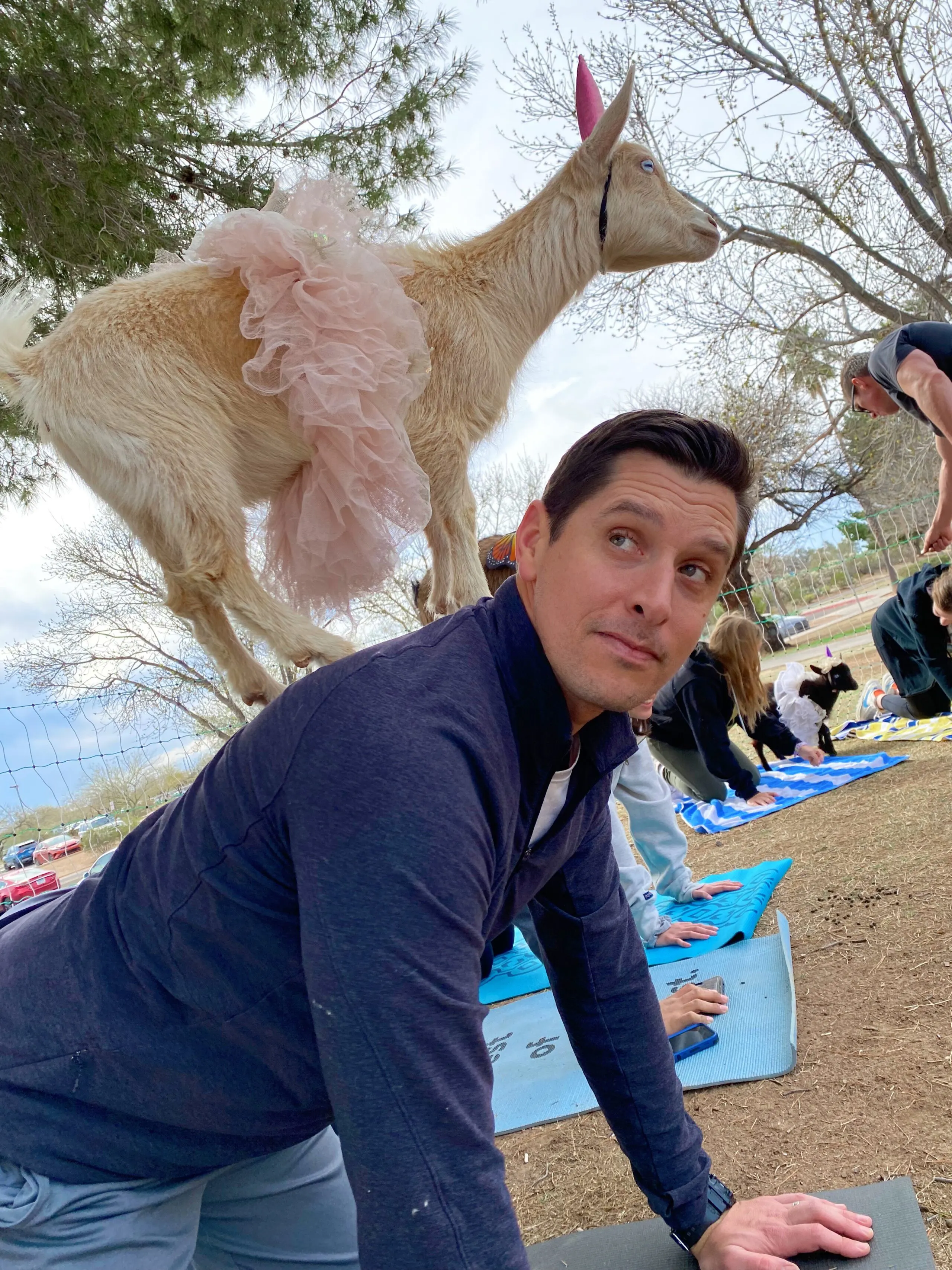 Udall park goat yoga