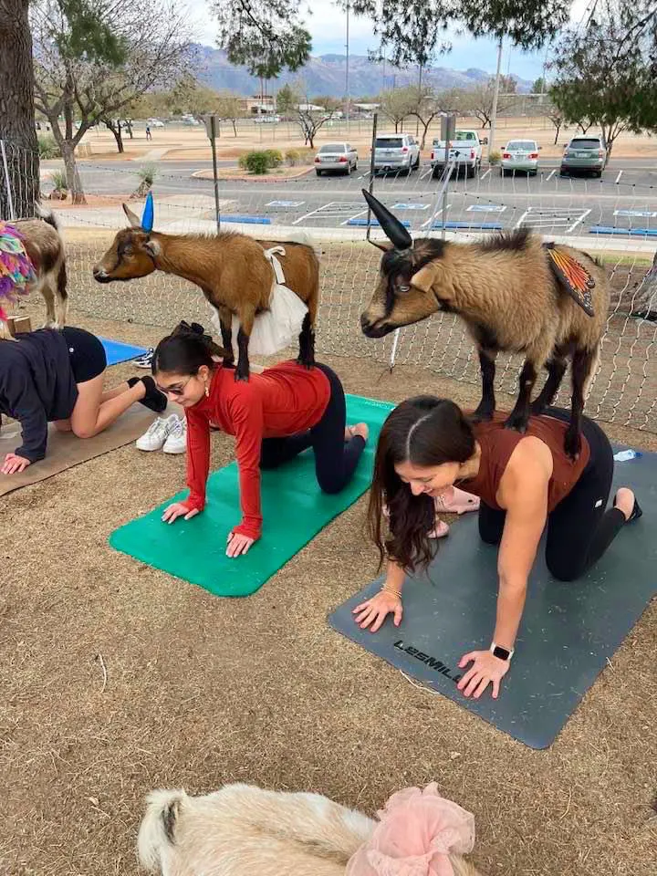 goat yoga with kids