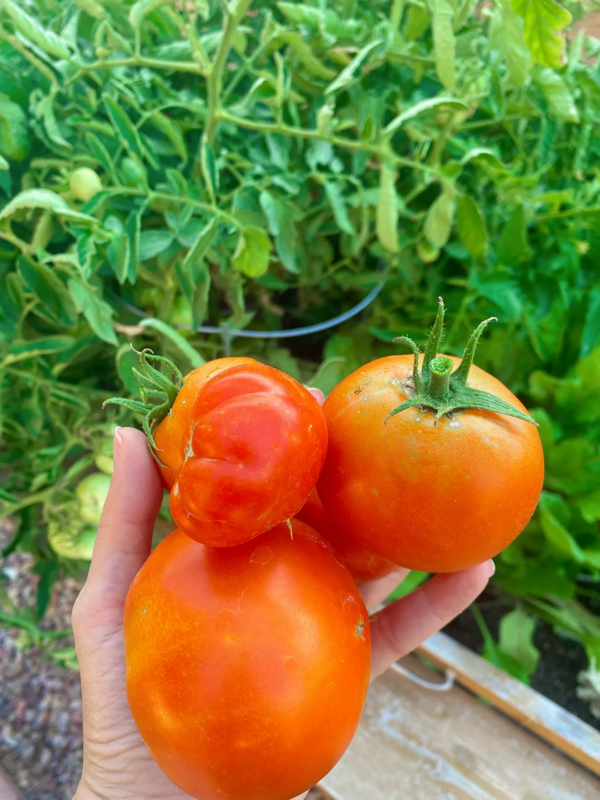 fresh tomatoes