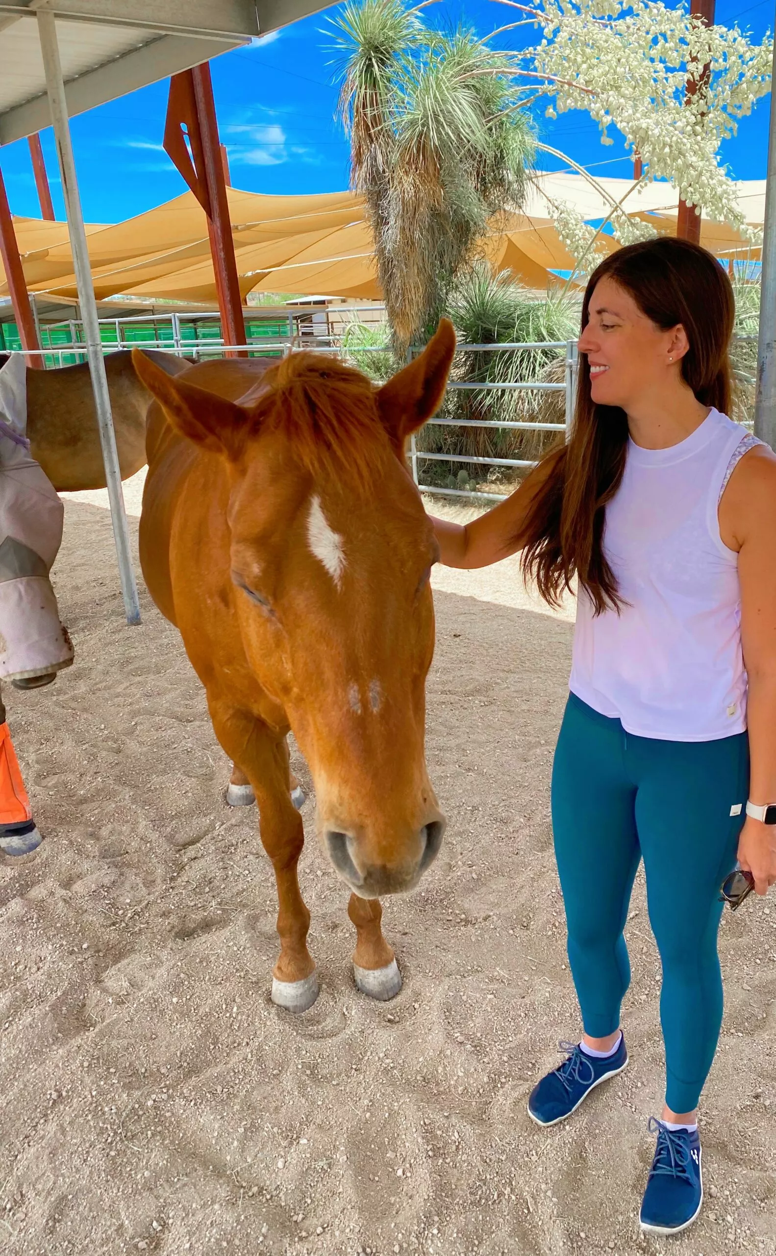 horse meditation