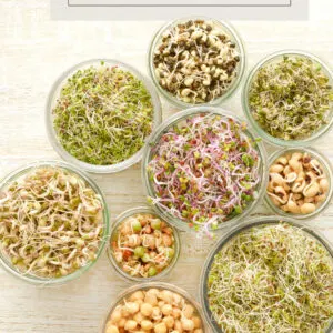 How to make sprouts at home