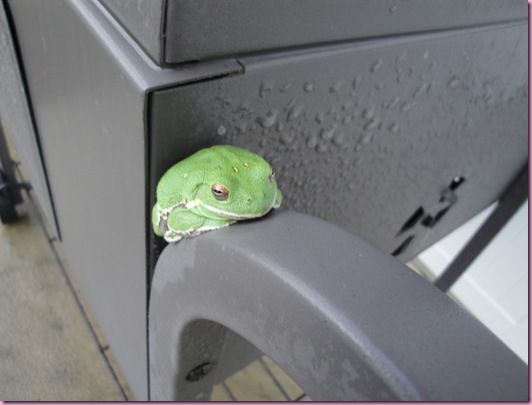 frog