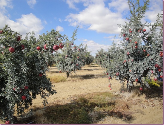 pom orchards