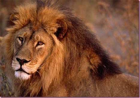 african-lion-closeup