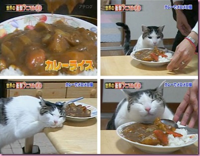 20100419-currycat