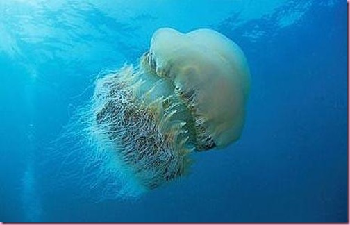 nomura_s-jellyfish_1514656c