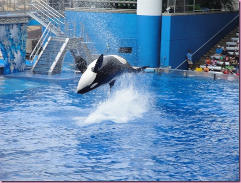 shamu