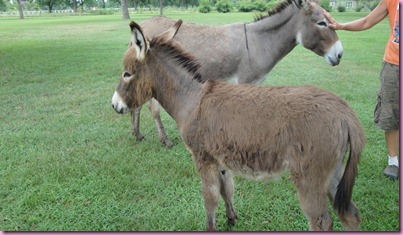 donkeys