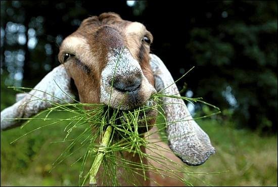 goat_eating447