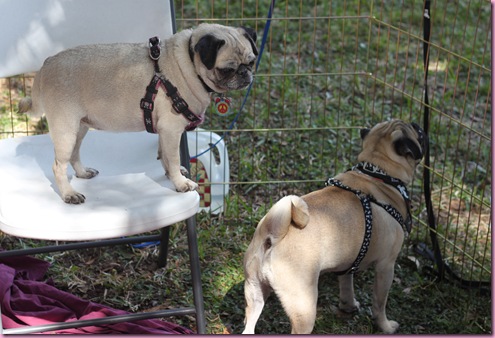 pugs