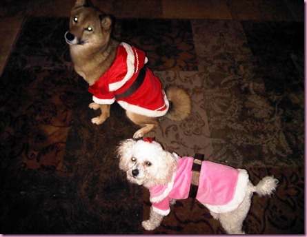 dogs in santa outfits