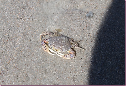 crab