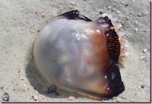 jellyfish (2)