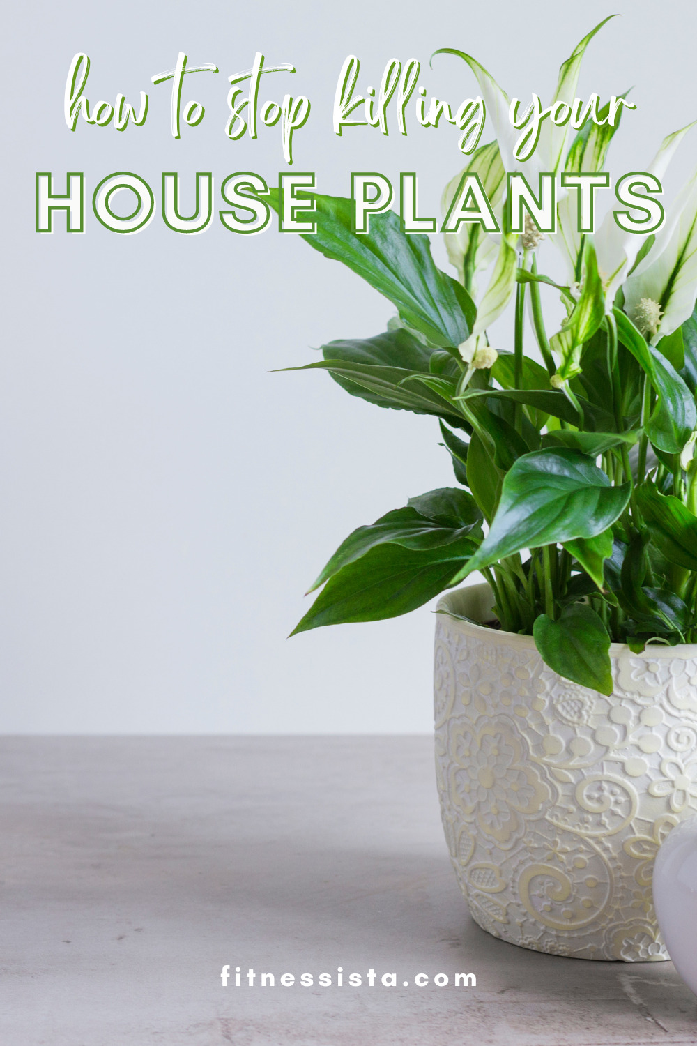 How Not to Kill Your Houseplant - The Fitnessista